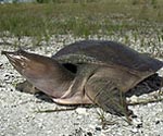 soft shelled turtle