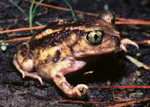 spade foot toad