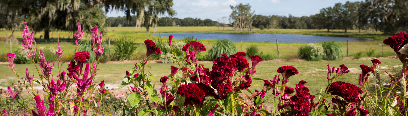 red flowers in foreground with background view of lake and trees