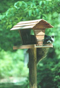a bird feeder in a residential yard. there is a raccoon trying to steal seed from the feeder