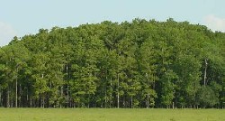 a cluster of cypress trees viewed from a distance