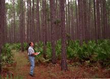 man standing in the middle of a pine flatwood forest