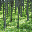 close up view of pine trees from the forest floor
