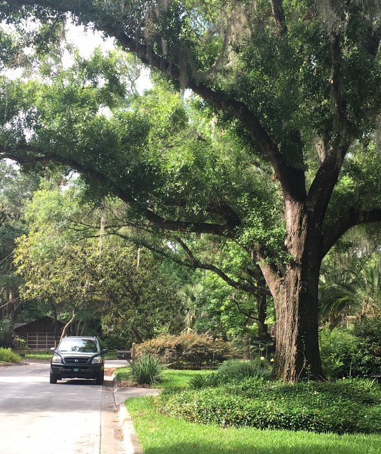 a large tree outside a home that provides shade and also decreases energy use